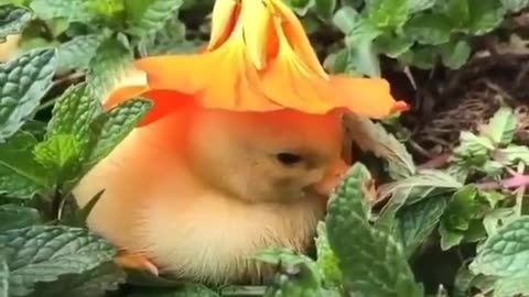 A sleepy duck under a flower sun hat #shorts #viral #shortsvideo #video