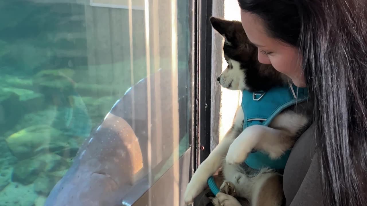 Sturgeon Startles Pomsky Dog