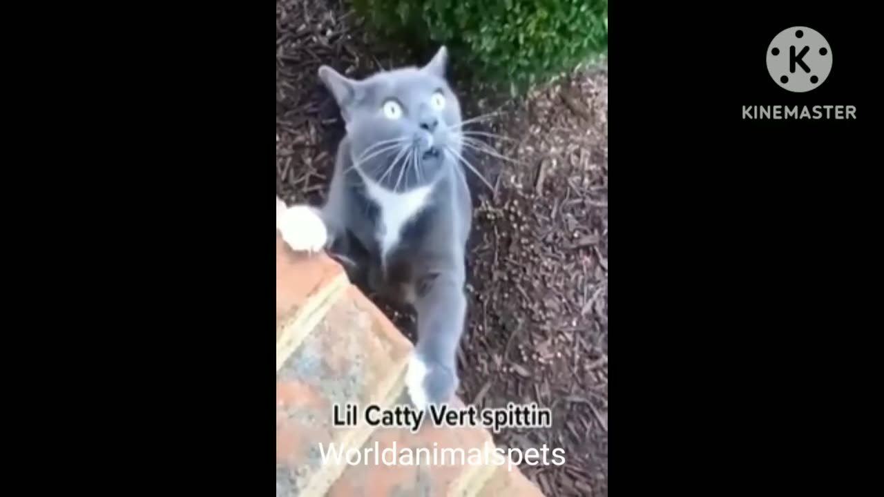Funny animals