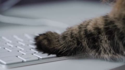 Tabby cat is typing text on a computer keyboard