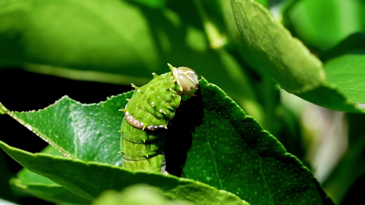 Macro insects