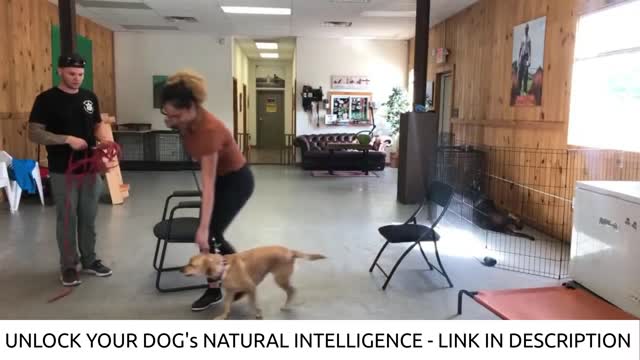 DOG REACTIVITY TRAINING