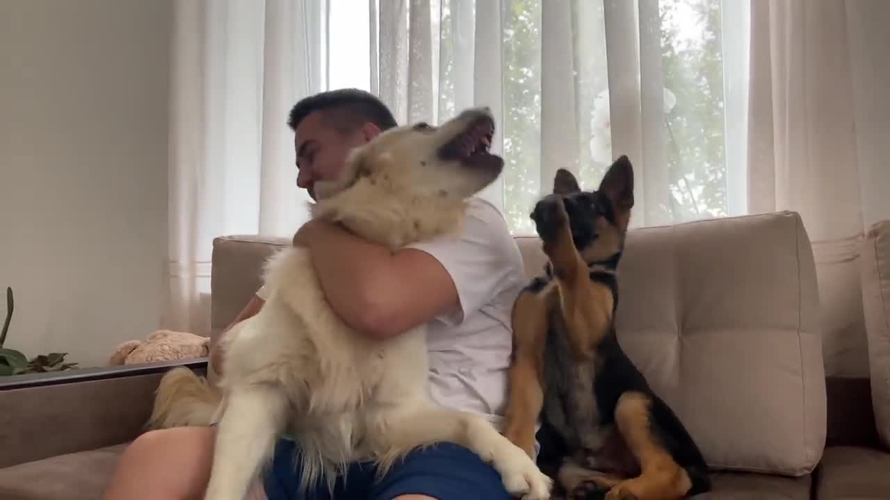 How the Golden Retriever and the German Shepherd Became Best Friends [Compilation]