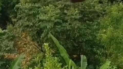 Oh God, Luckily Nothing Happened #shorts #viral #shortsvideo #video