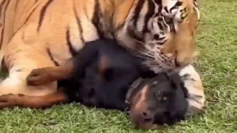 Tigers Friendship with Dog 😍