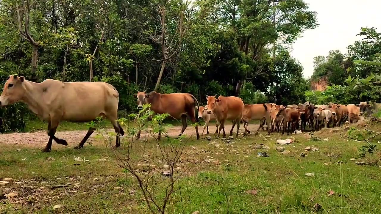 Collection Of Tame And Funny Cows