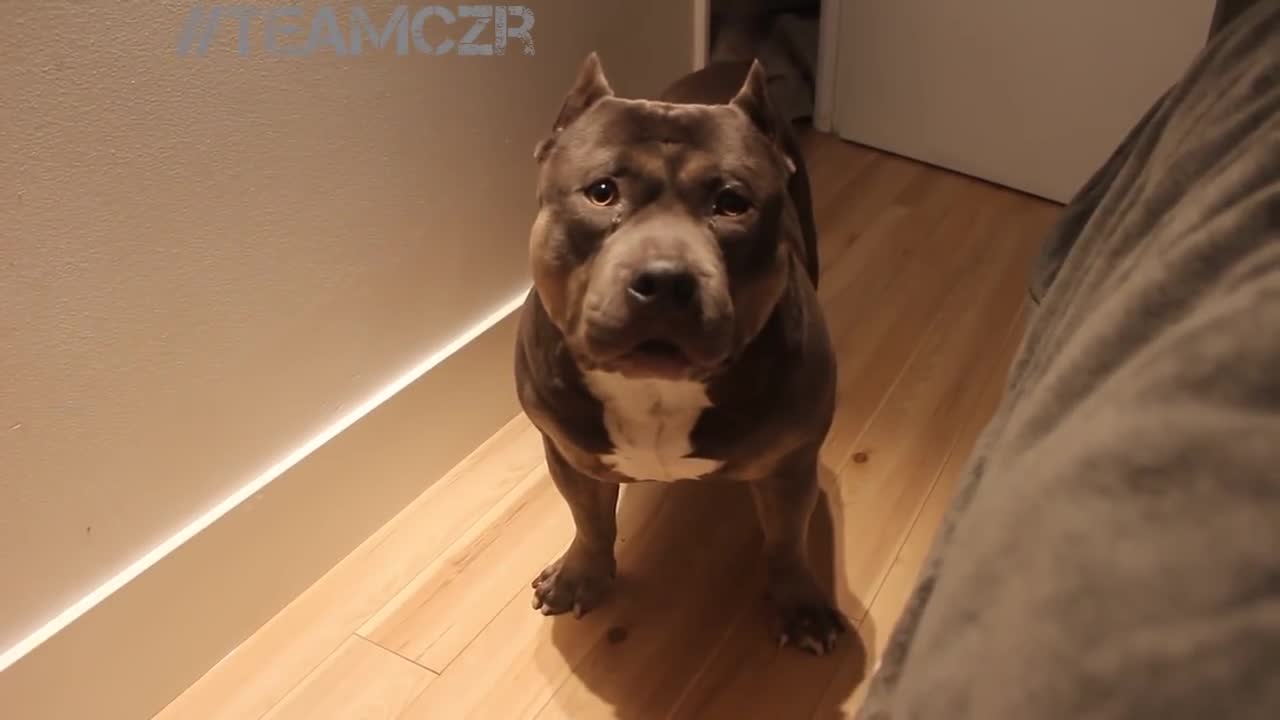 Talking dog Czr. American Bully