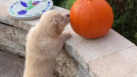 Puppy Plays with Pumpkin!