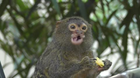 Monkey Primates Animals Zoo
