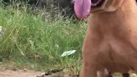 Adult Female bull mastiff talking a walk