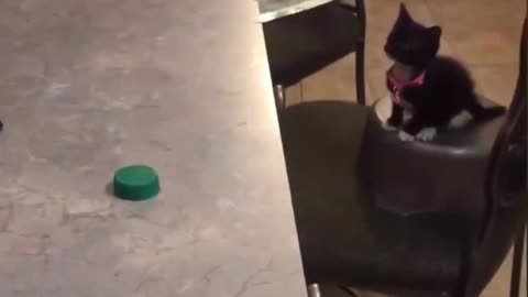 Cats failing to get the cap🤣|Funny cats failing|These cats will make your day.