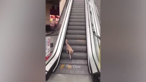 Best funny dogs and cats videos 2023 😂