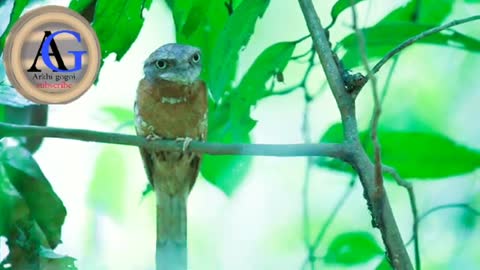 Nature rani birds