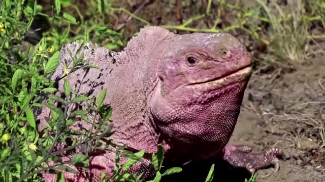 Wolf volcano rumbles in Galapagos' National Park