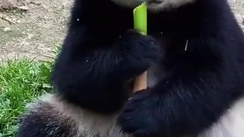 LUCU BANGET PANDA GEMOY MAKAN BAMBU BIKIN GEMES LIHATNYA