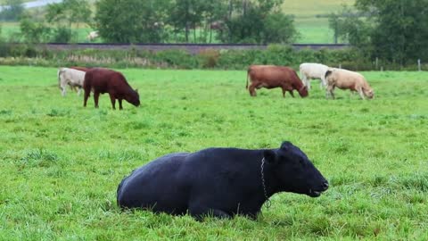 Cows Farmland Agriculture Grazing Mammals Grass