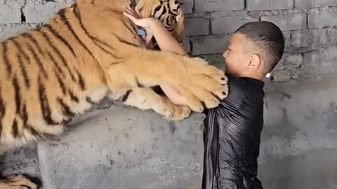 Naughty kind playing with tiger in his pool😱😱😱😱 #shorts