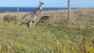 Kangaroo Clique on Cliff