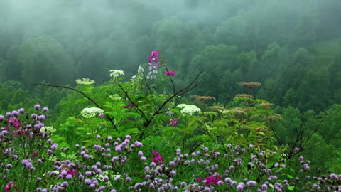 Tibetan Bowls: Soothing music for meditation 10hrs