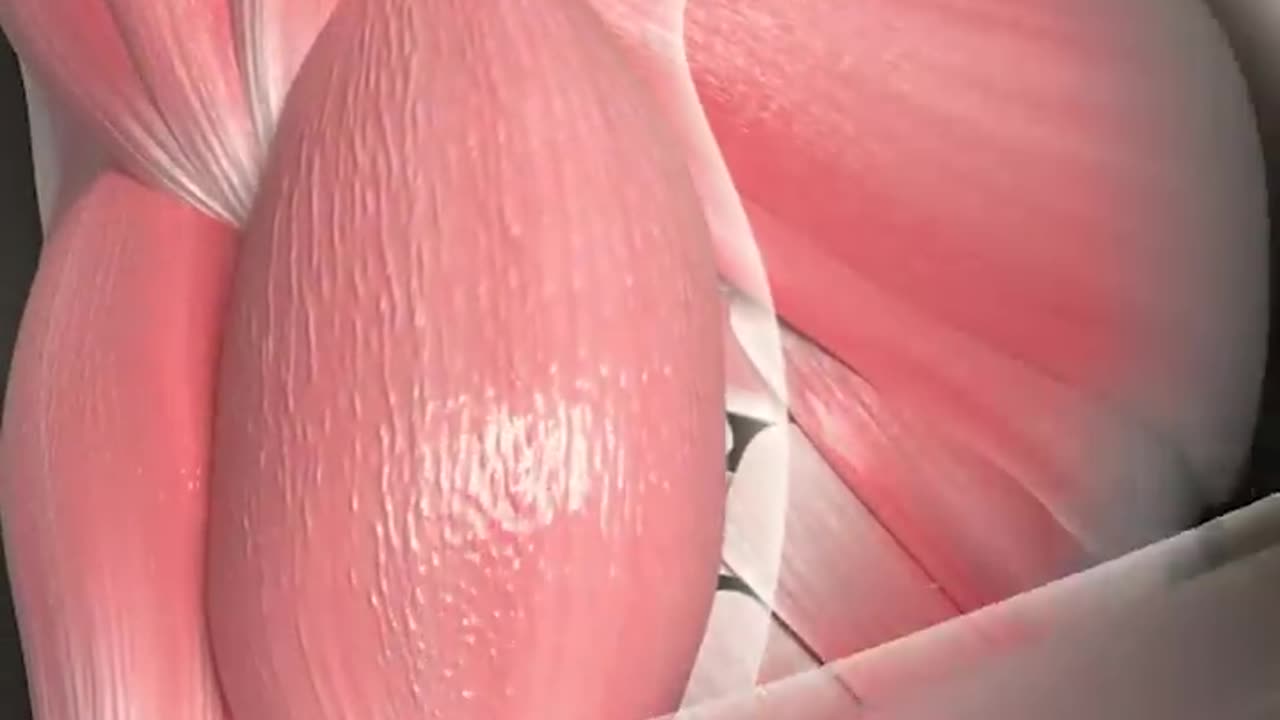 Muscle hypertrophay Explain( What Makes Muscle grow)