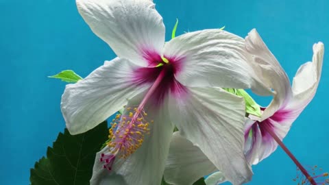 flowers growing seen