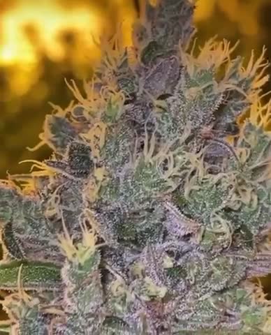 Banana Sangria #14 🤤🤤🤤