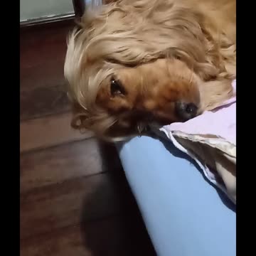 #beautifuldog, #dog, #animals