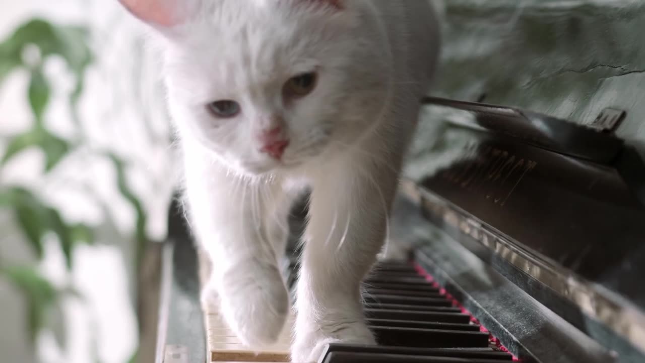 A beautiful white cat is playing the piano!