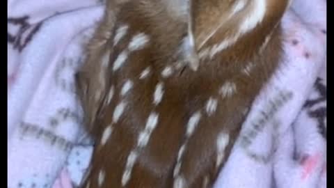petting baby deer