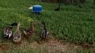 Walking ducks