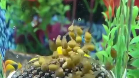 Fish playing trampoline amazing🤩