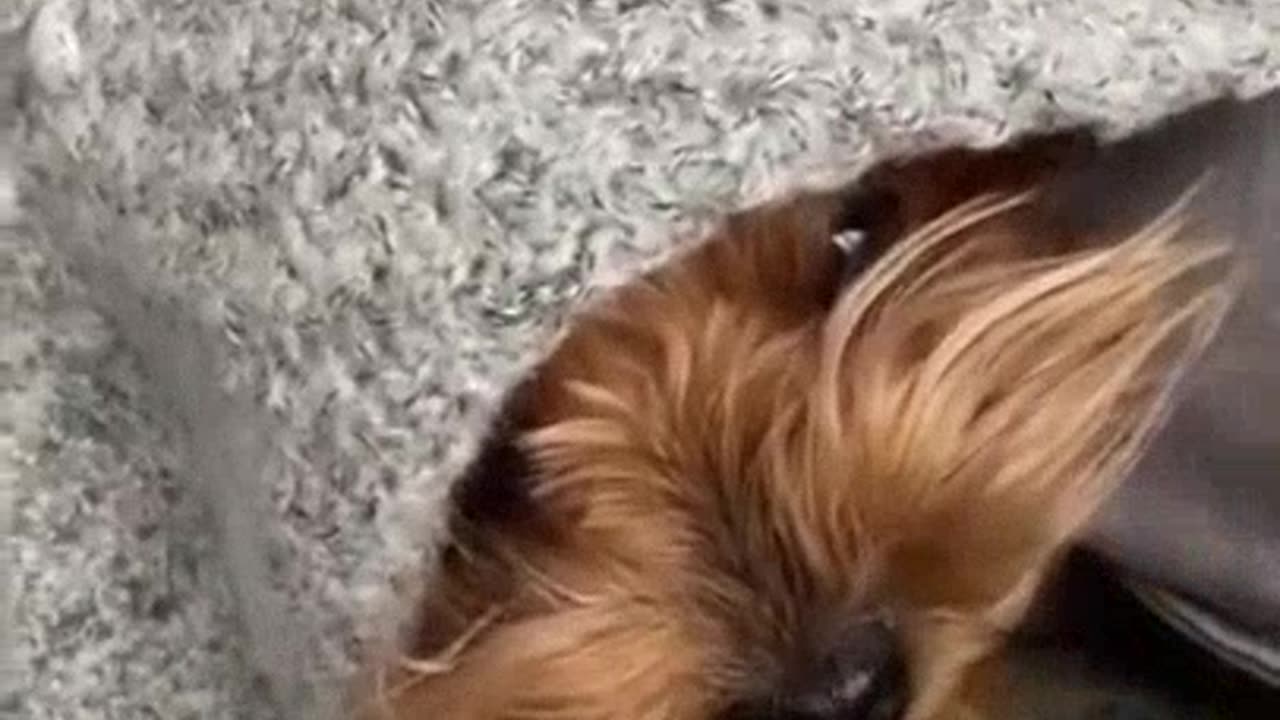 WATCH WHEN YOU TRY TO CHEAT YOUR DOG