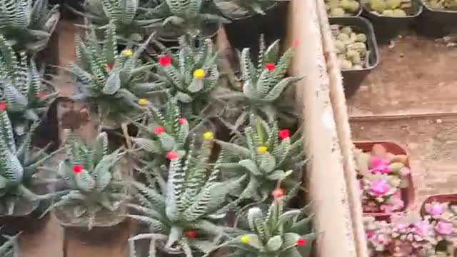 Flowers and green plants