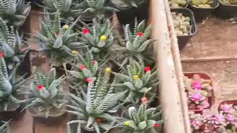 Flowers and green plants