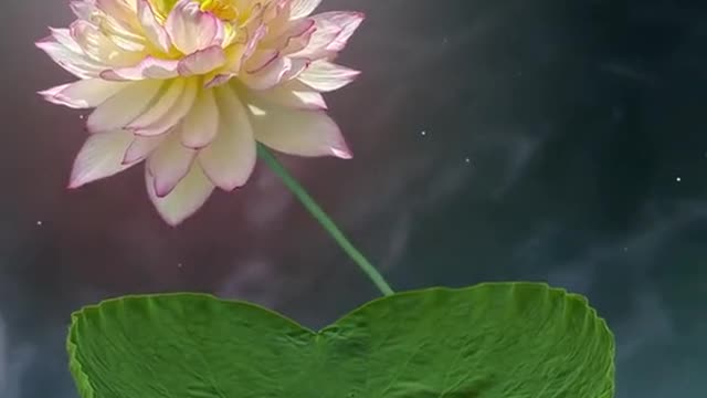 This video is only for lucky people. Thousand petaled lotus blossoms#