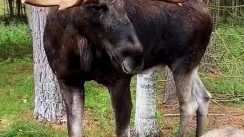 These kind-hearted people saved a moose