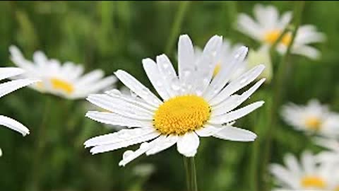 the Morning music with rain fall, daisy flower and rain