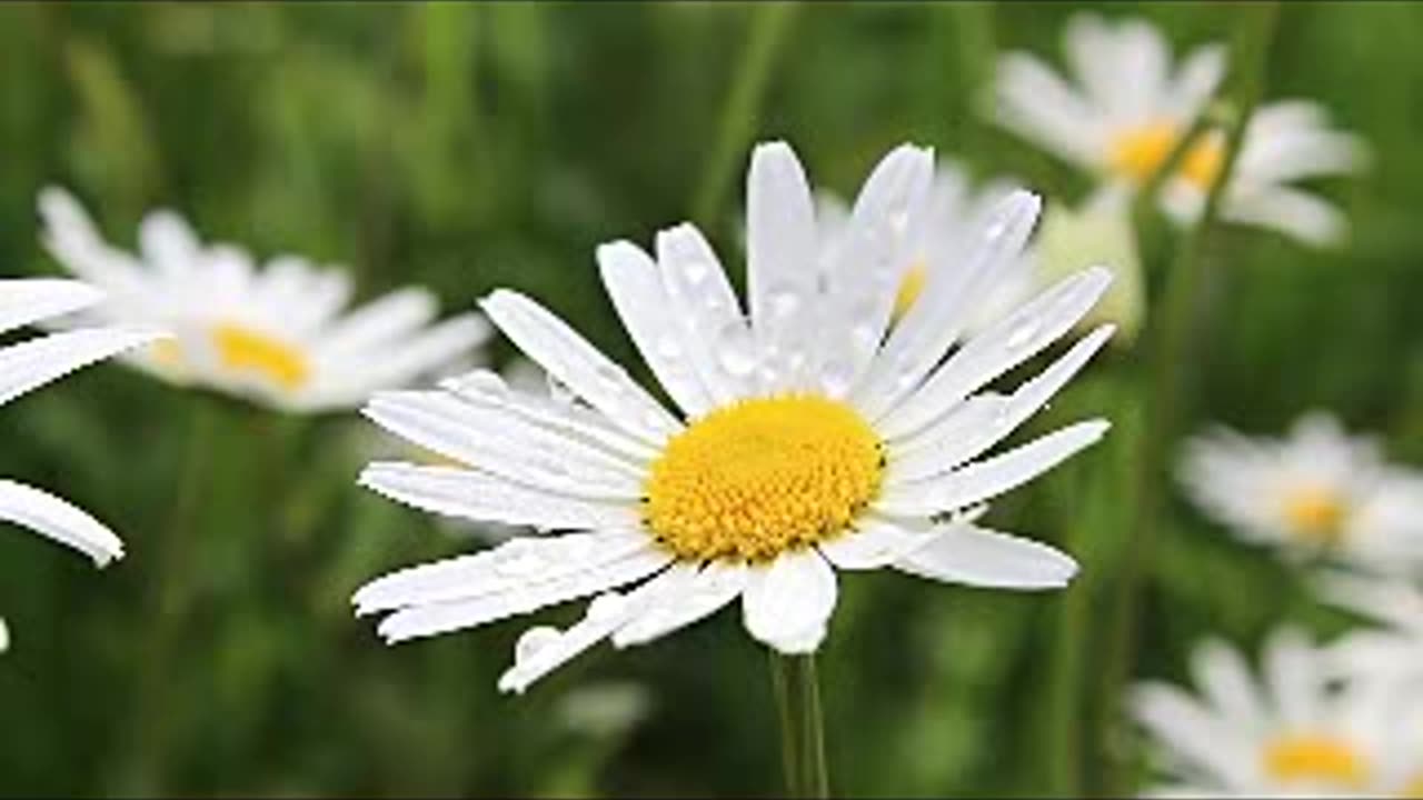 the Morning music with rain fall, daisy flower and rain