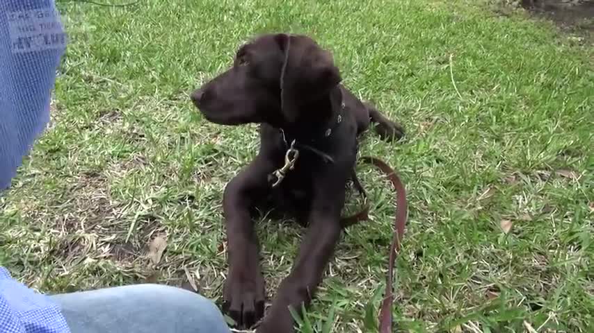 HOW TO TEACH YOU DOG TO STAY PUTT