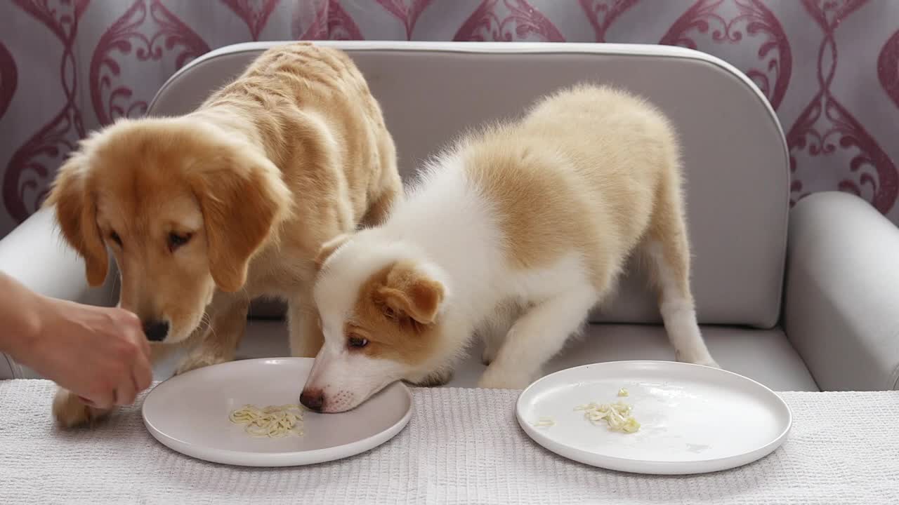 Dog Reviews Different Types of Food Puppy Taste Test