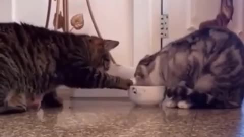 Funny cats