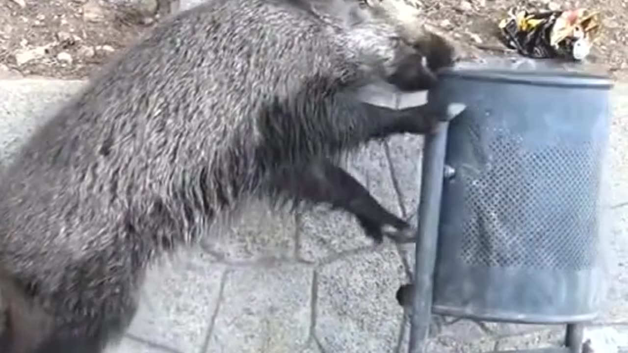 Funny animals