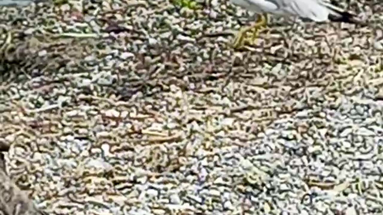 Patient Duck Awaits Fish Feast by the Lake