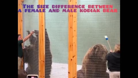 The size difference between a female and male kodiak bear