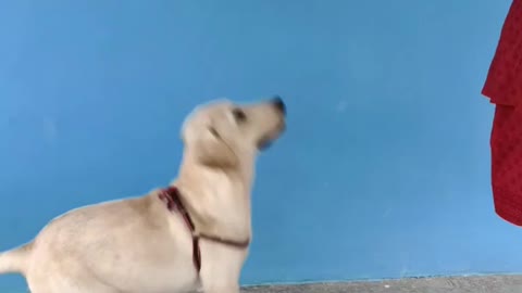 How to traning 🐕dogs.