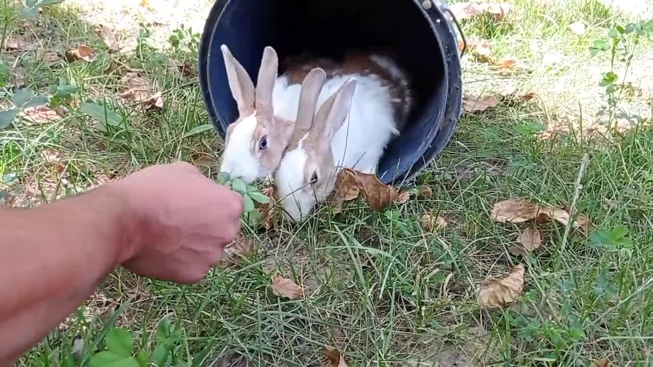 cute rabbit | cute animals video compilation | baby bunny-4