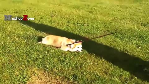 amazing cutie dog videos