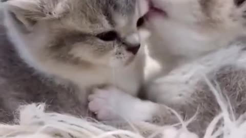 • "The Cutest Thing You'll See Today: Kitten Feeding Time