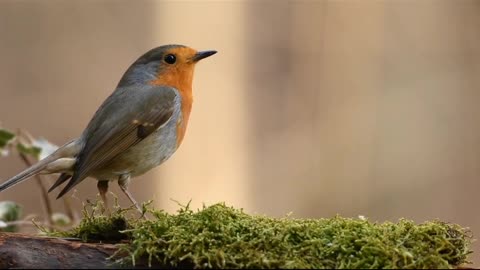 Robin bord forest nature spring animals