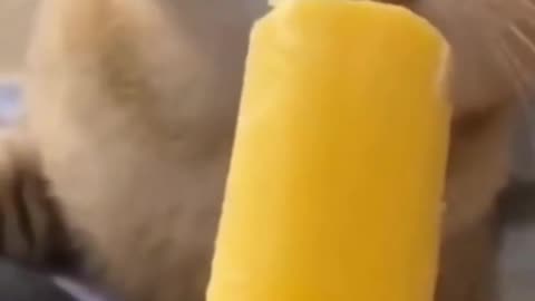 Funny cat 🐱 funny animals cats amazing shorts